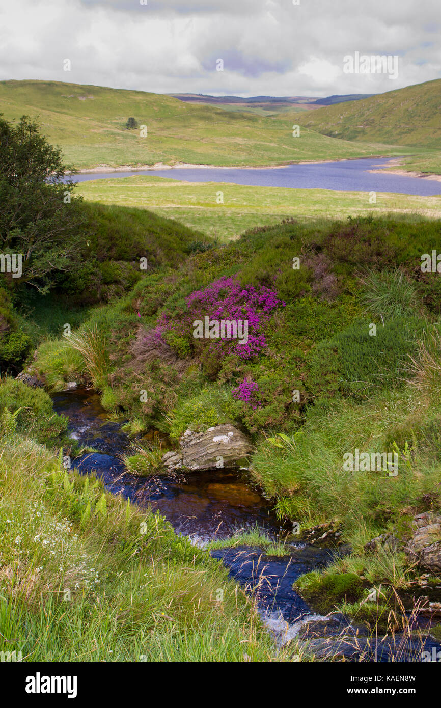 Bruyère cendrée (Erica cinerea) à côté d'un ruisseau près de Nant-y-moch réservoir. Ceredigion, pays de Galles. Juillet. Banque D'Images