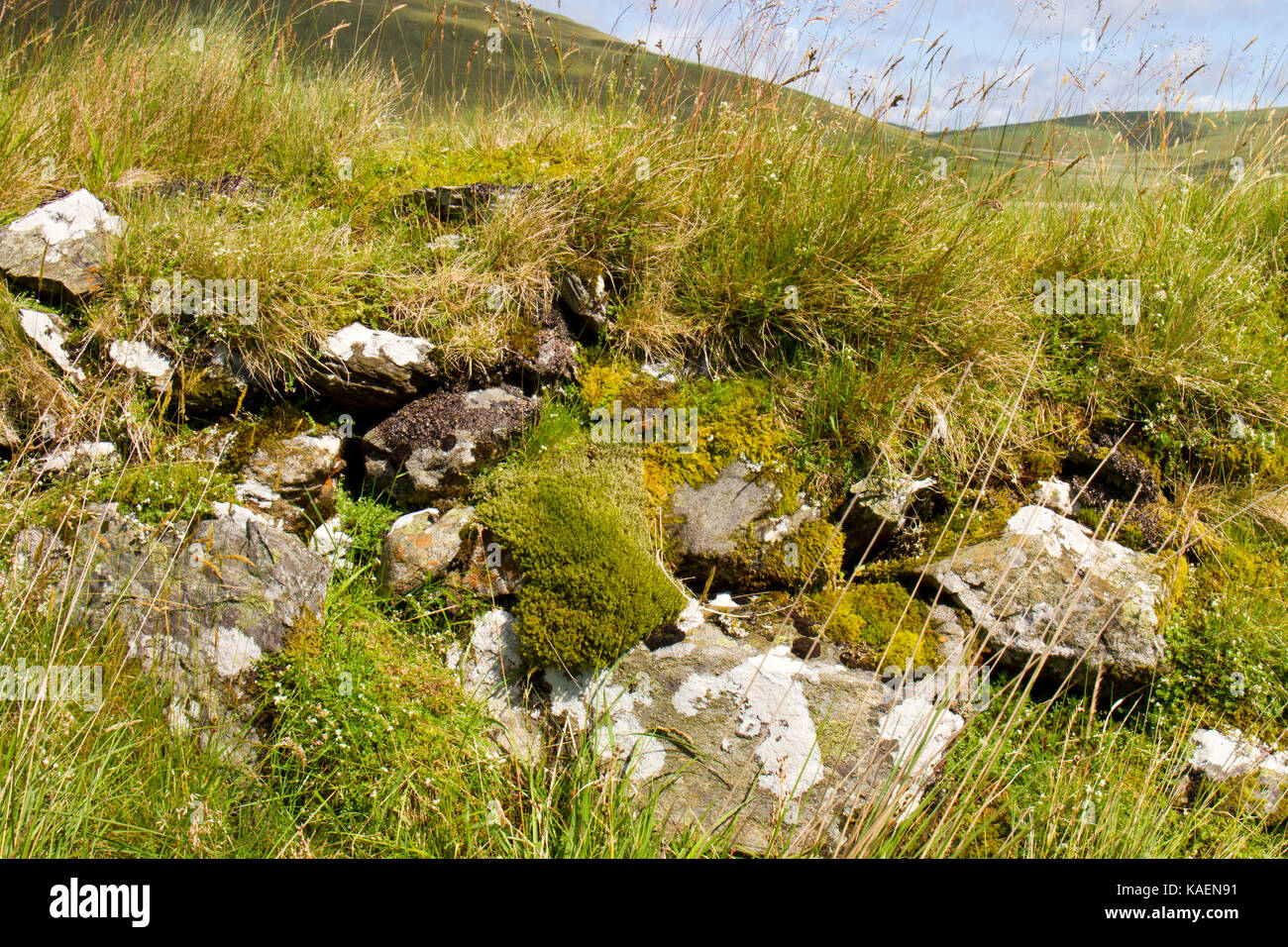 Mur de pierre et de mousse avec des mousses et des herbes dans une région des hautes terres. Près de Nant-y-moch réservoir. Ceredigion, pays de Galles. Juillet. Banque D'Images