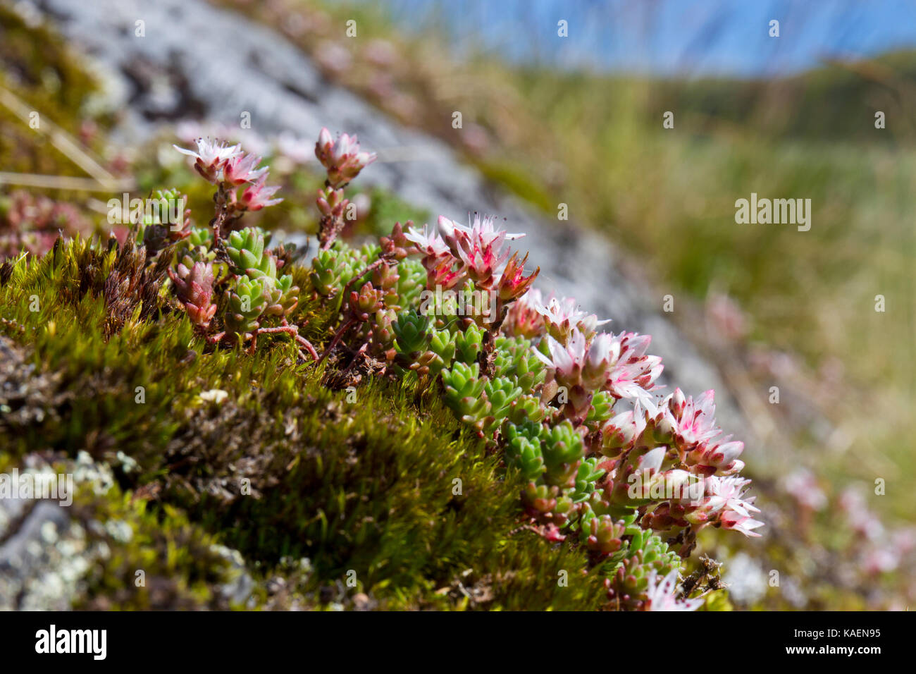 Stonecrop Sedum anglicum (anglais) la floraison sur un affleurement rocheux. Cambrian Mountains, Powys, Pays de Galles. Juillet. Banque D'Images