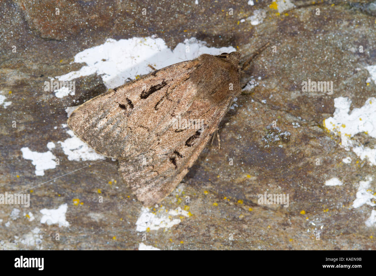 Dart (Graphiphora double de bon augure) papillon adulte reposant sur un mur. Powys, Pays de Galles. Juillet. Banque D'Images