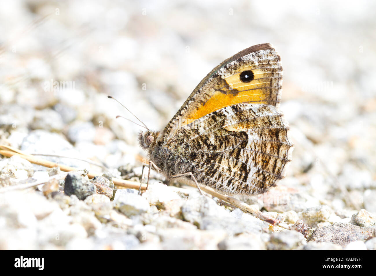 Grayling (semele) Clotilde papillon adulte au soleil sur les résidus miniers. Shropshire, Angleterre. Juillet. Banque D'Images