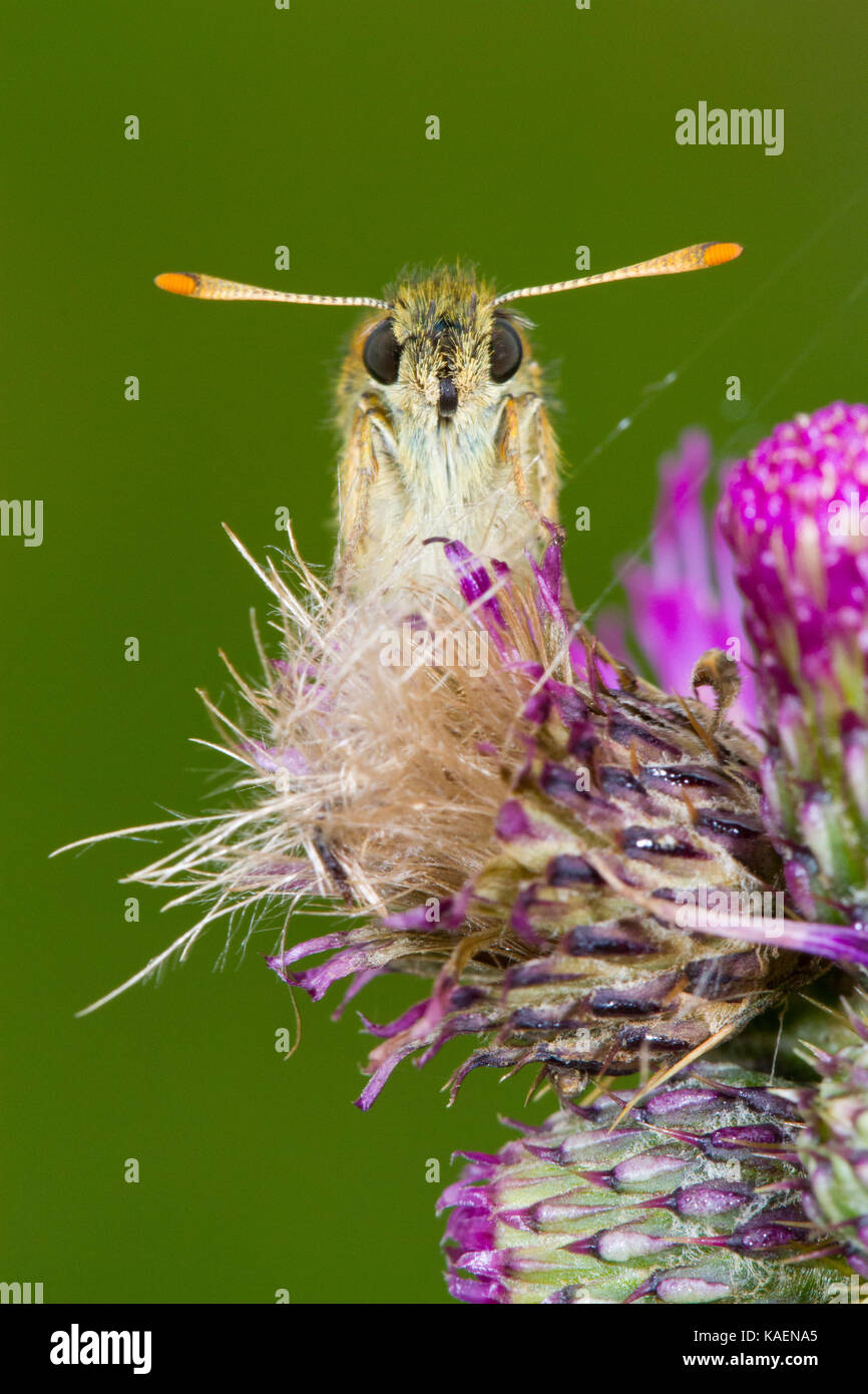 Petit papillon hespérie (Thymelicus sylvestris) femelle adulte se percher sur un marais thistle flower. Powys, Pays de Galles. Juillet. Banque D'Images