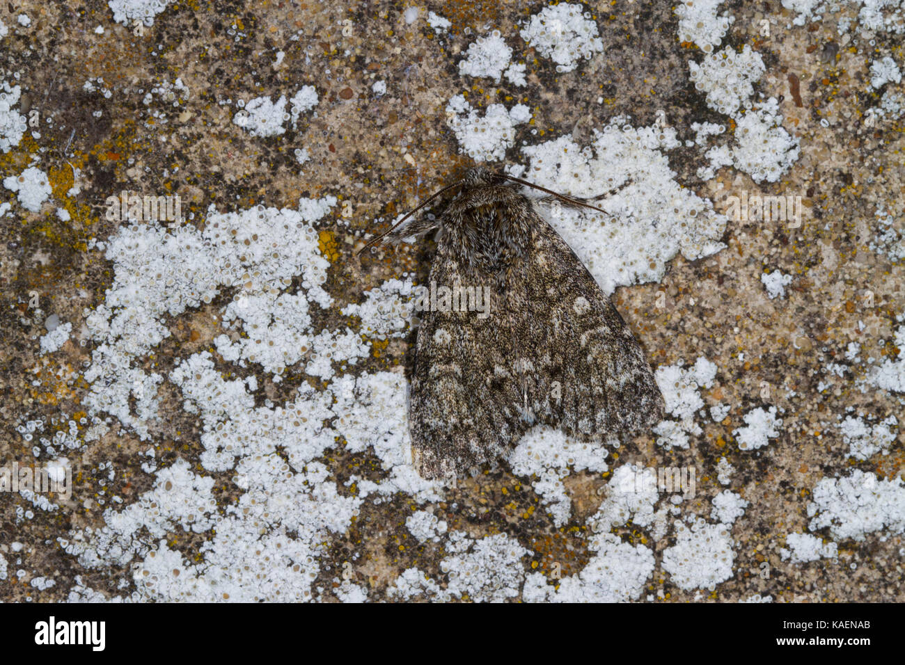 Gris peuplier (Subacronicta megacephala) papillon adulte reposant sur un mur. Powys, Pays de Galles. Juillet. Banque D'Images