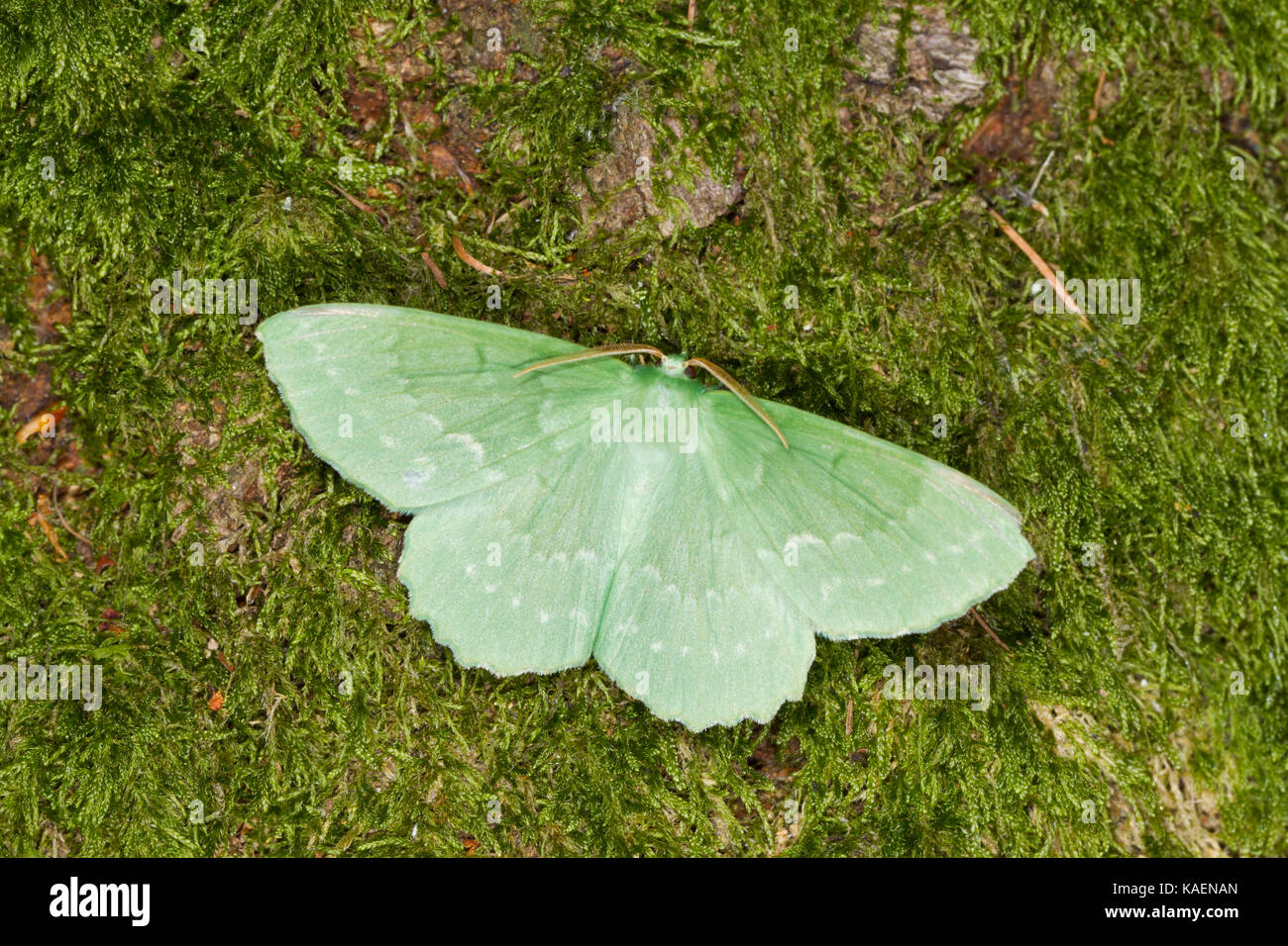 Grand Emerald (Geometra papilionaria) papillon adulte reposant sur la mousse. Powys, Pays de Galles. Juillet. Banque D'Images