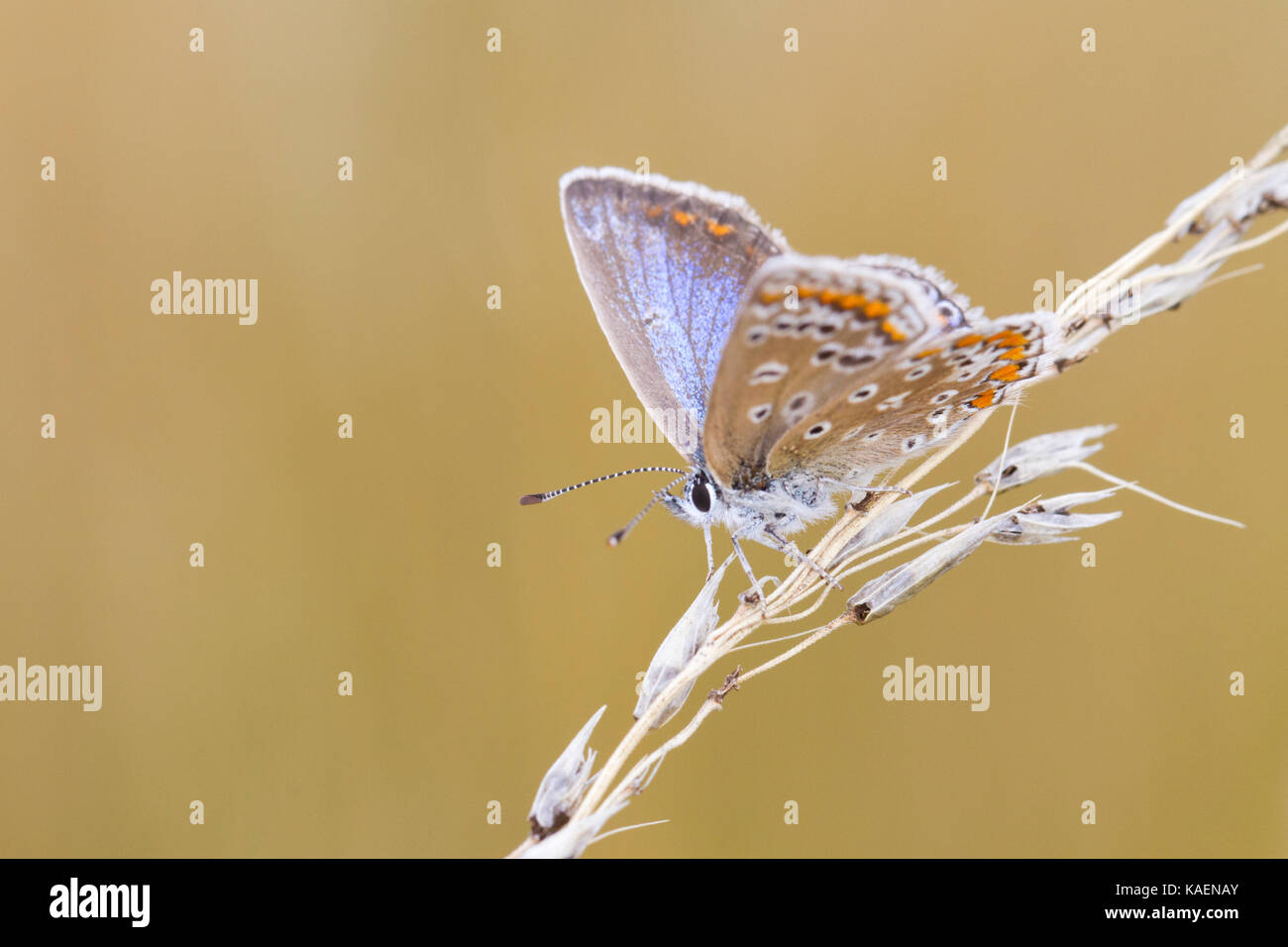 Papillon Bleu commun (Polyommatus icarus) femelle adulte sur l'herbe seedhead resing. Suffolk, Angleterre. Juillet. Banque D'Images