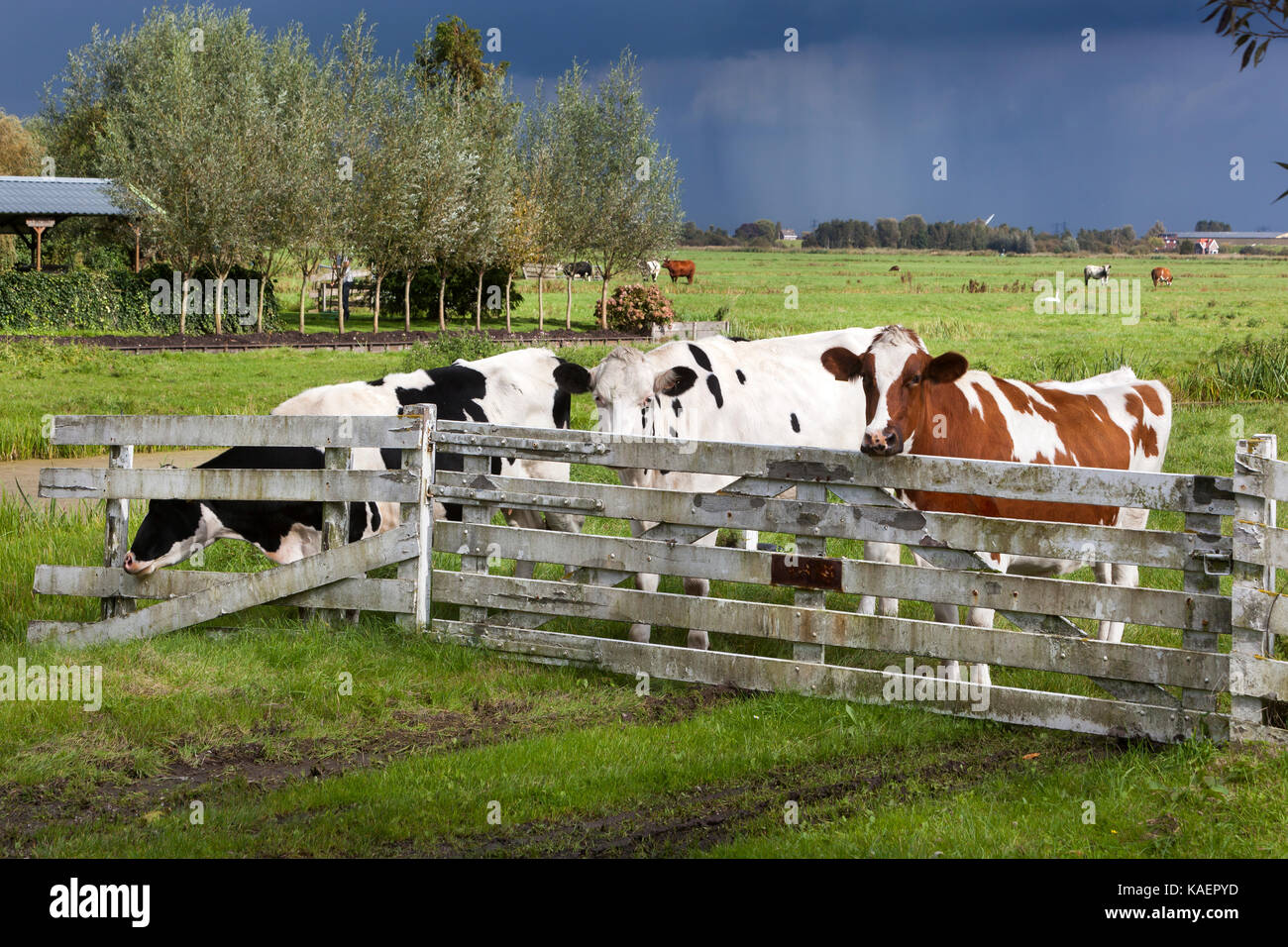 Les vaches dans le pré d'un paysage de polders néerlandais Banque D'Images