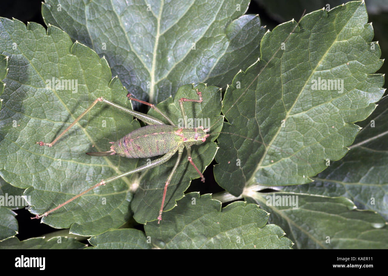 Bush mouchetée femelle-cricket sur feuille. Banque D'Images