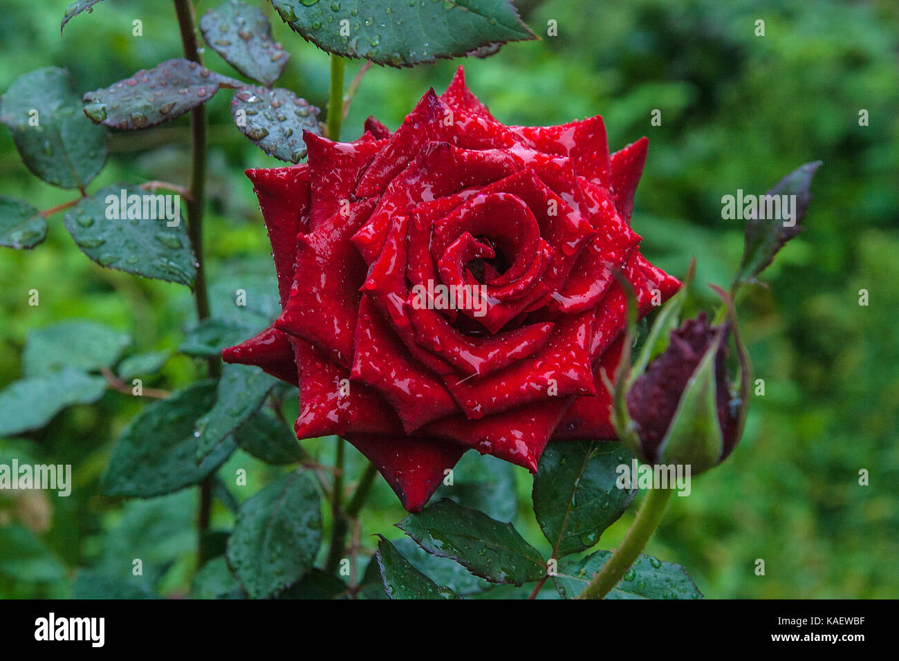 Belle Rose Rouge Entre Les Feuilles Vertes De La Plante Vue
