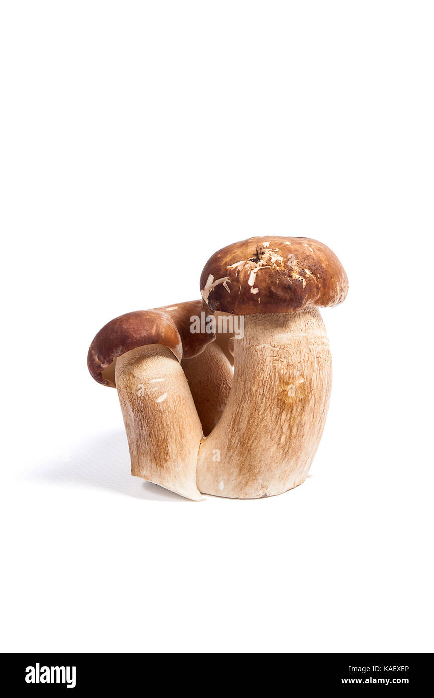 Récolté à l'automne étonnant triple champignon comestible boletus edulis (cèpes) connu sous le nom de champignons porcini isolé sur fond blanc. Banque D'Images