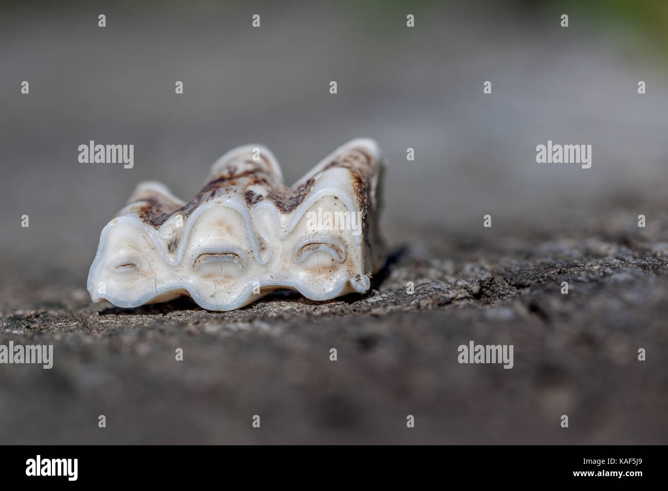 Mâchoire De Vache Banque d'image et photos Alamy — free download