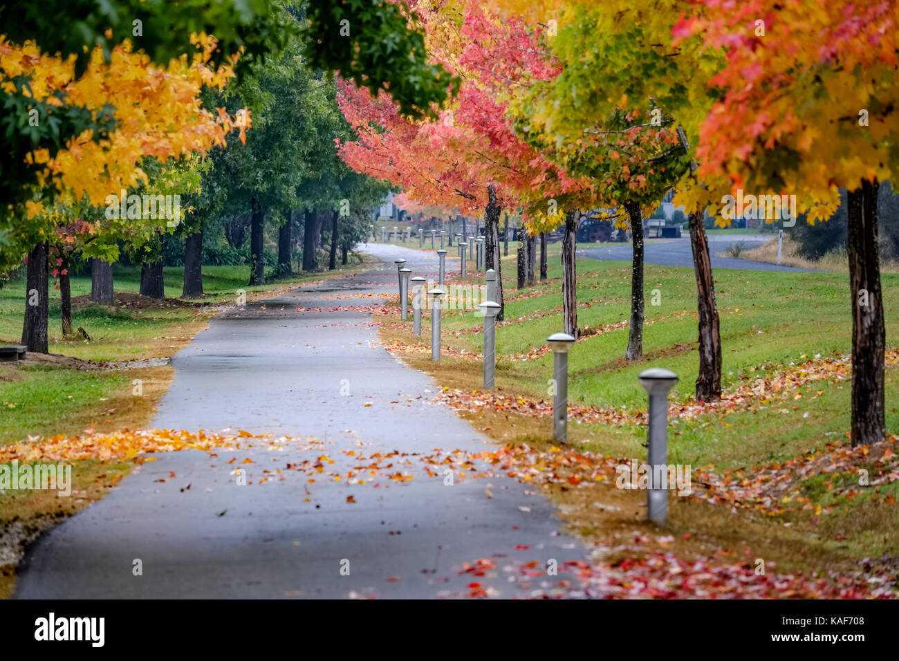 Une piste de randonnée et de vélo serpente à travers de magnifiques feuilles d'automne colorées dans un parc public de Bright, Australie. Banque D'Images