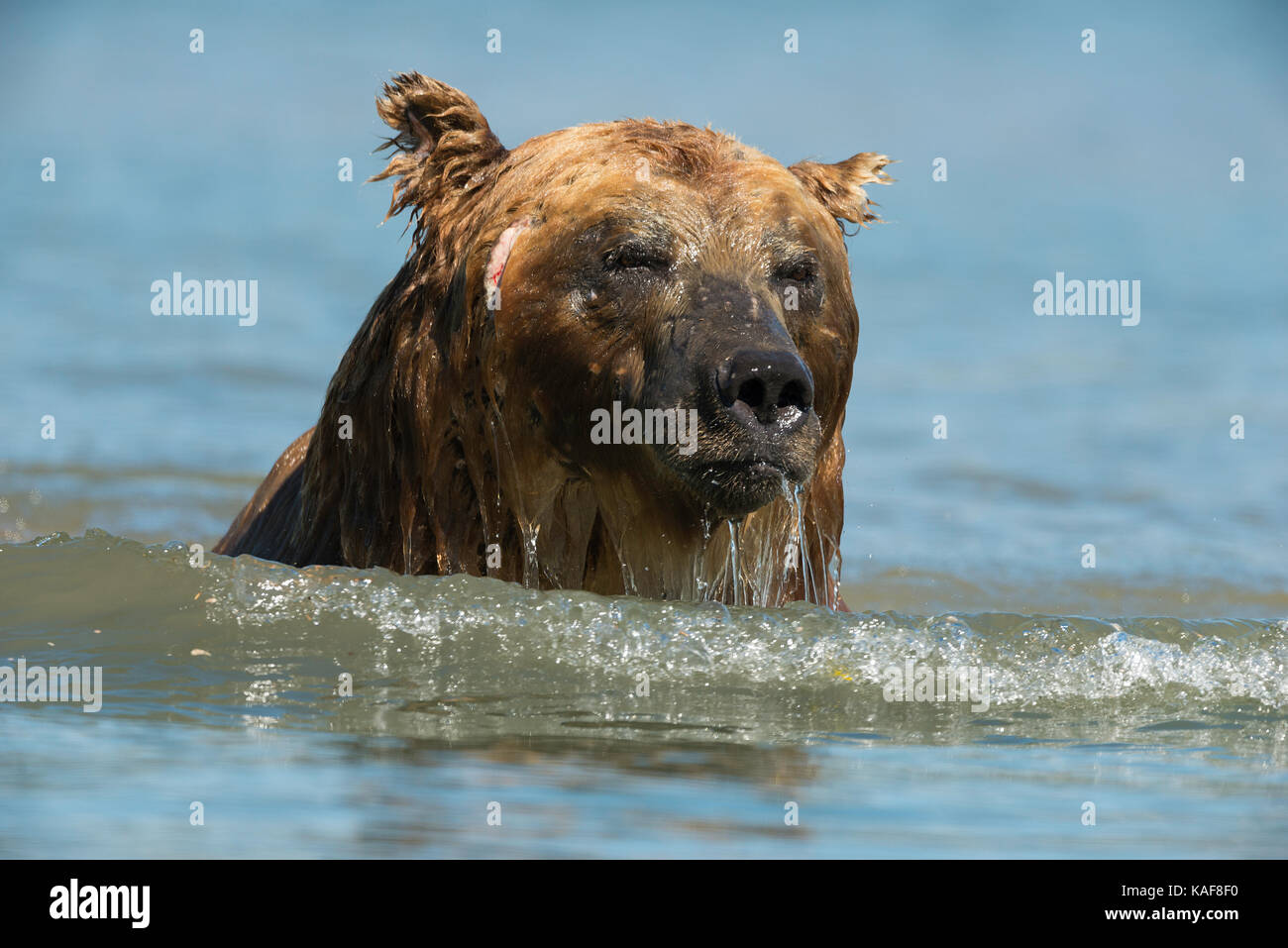 Ours brun mâle, Lac Kuril, Kamchatka, Russie. Banque D'Images