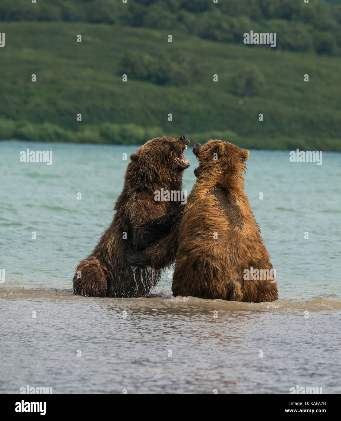 L'ours brun, deux hommes se battre pour la dominance, lac kuril, du Kamtchatka, en Russie. Banque D'Images