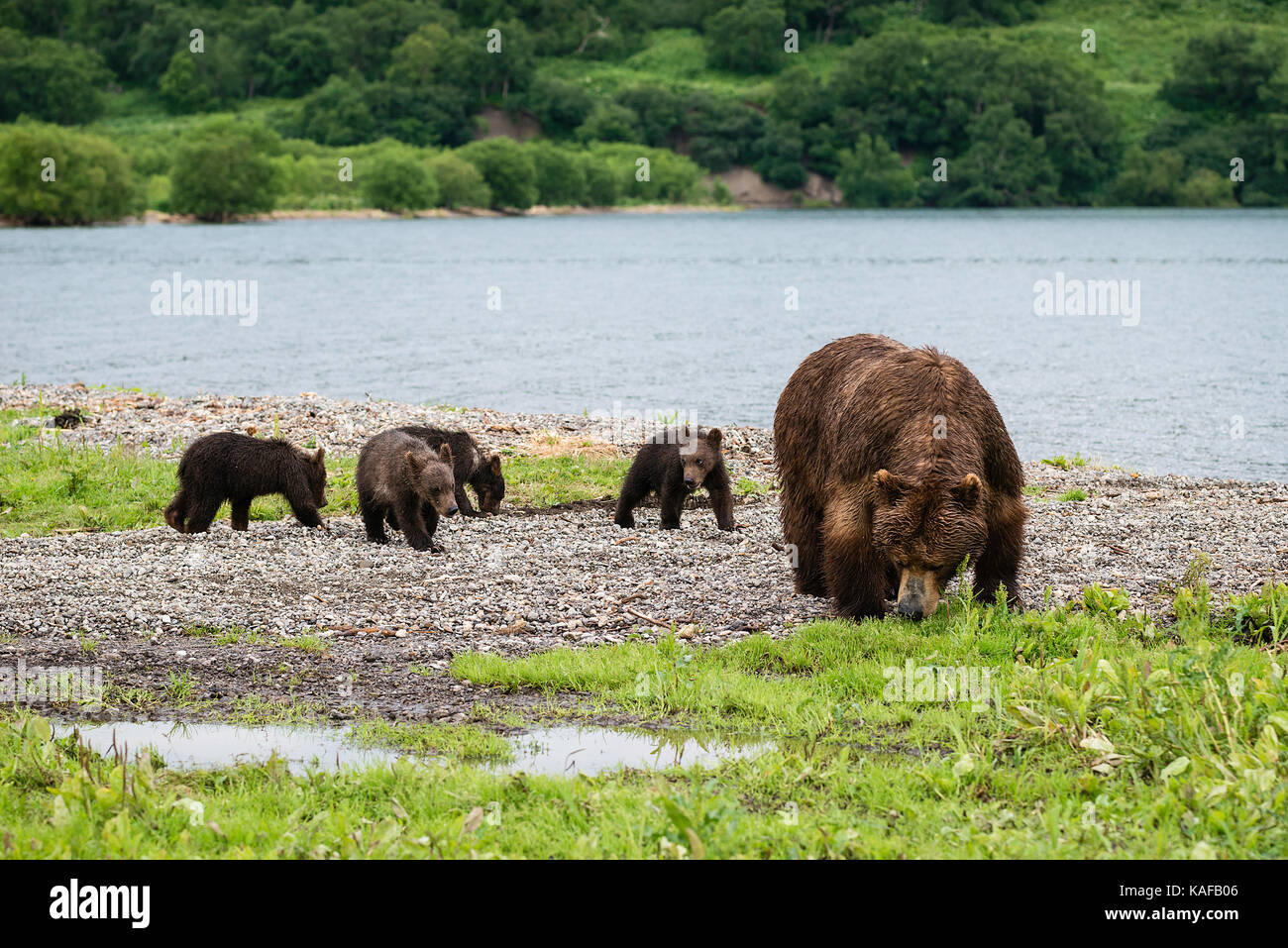 Mère ours brun et ses quatre petits, kuril lake, du Kamtchatka, en Russie. Banque D'Images