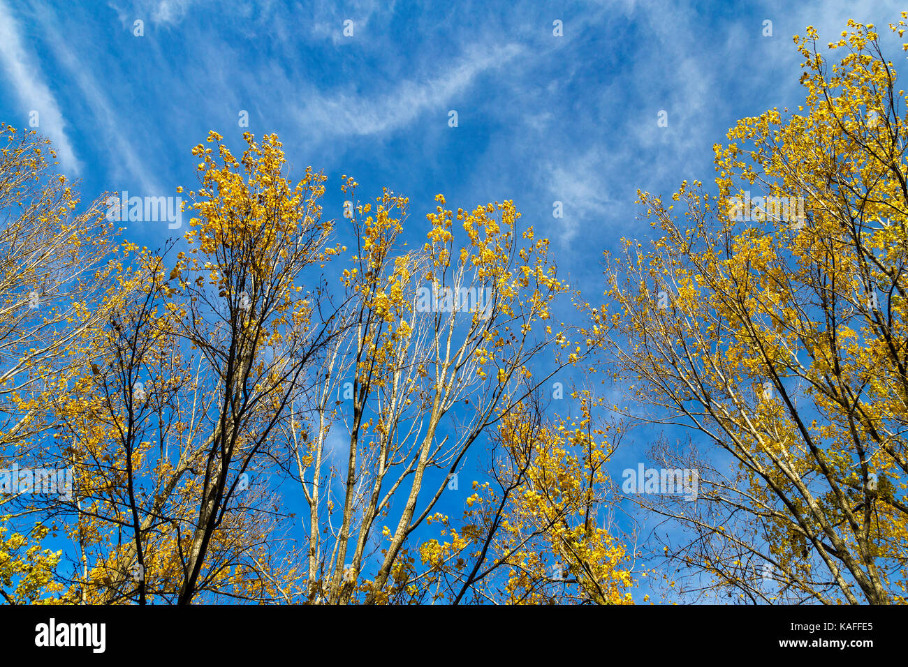 Autumun feuilles colorées sur une cime des arbres Banque D'Images