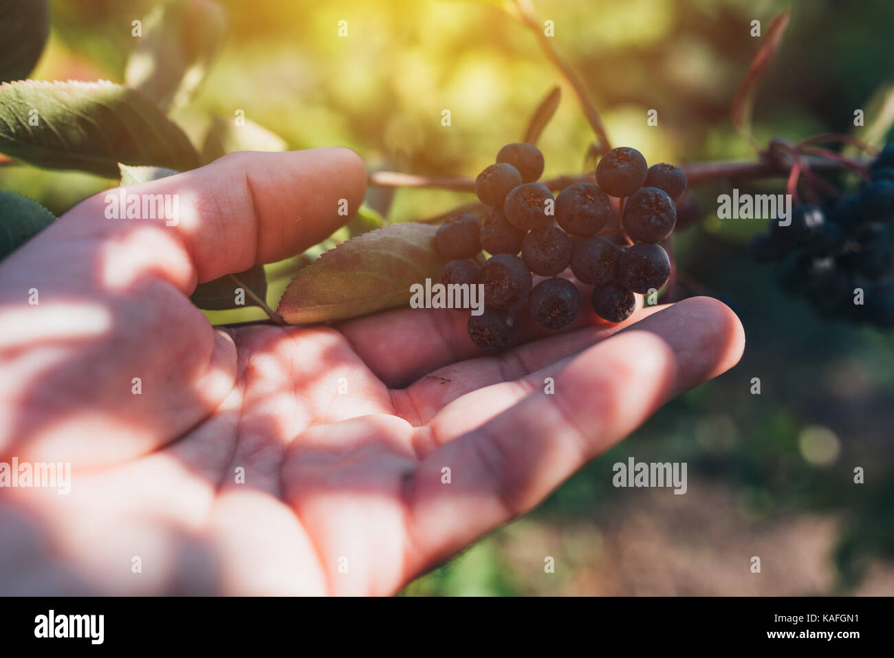 L'examen de l'agriculteur aronia petits fruits cultivés au jardin bio, homme hand holding mûrissement des fruits Banque D'Images