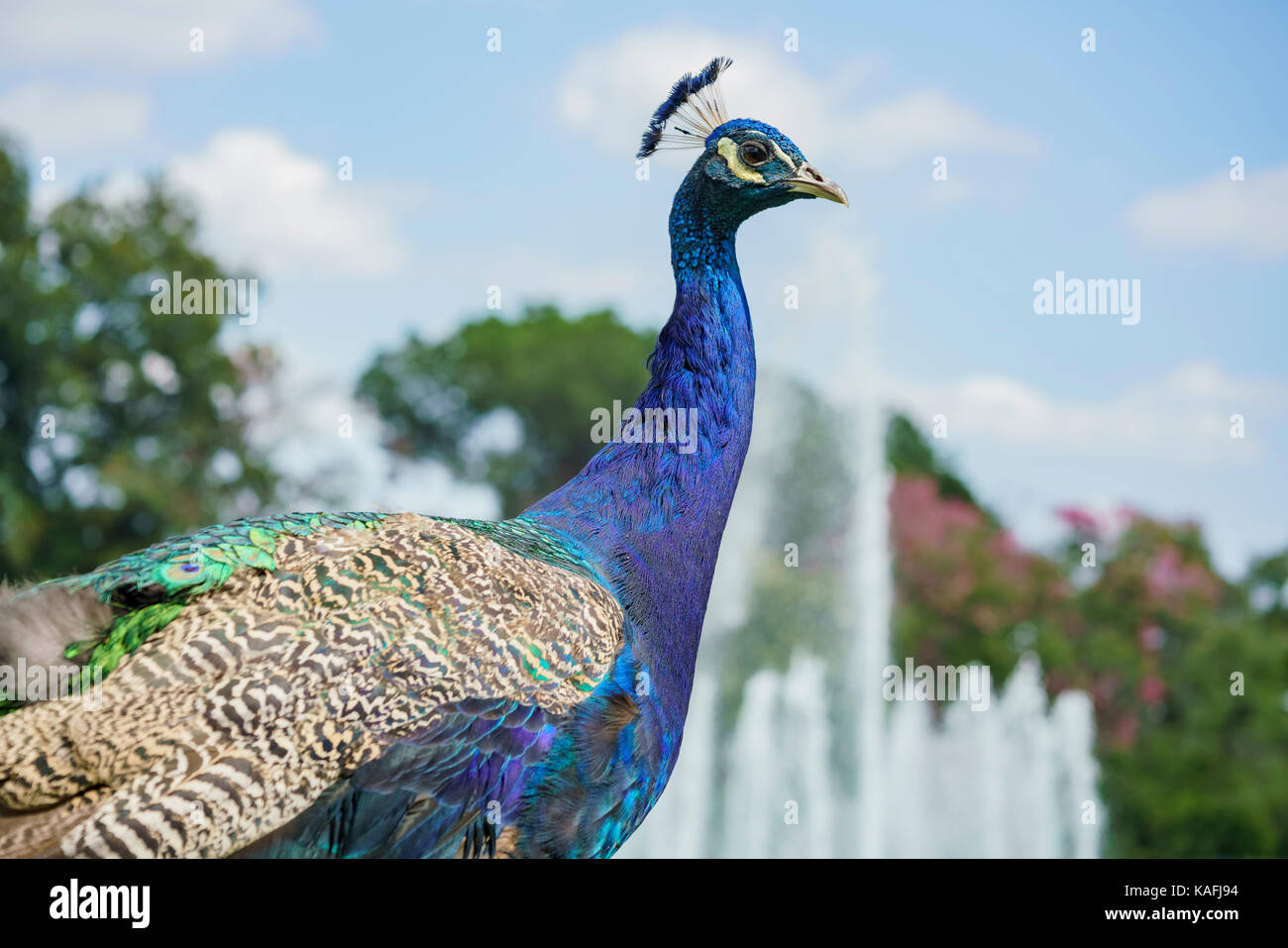 Belles balades autour de paon avec fontaine derrière à la los angeles county arboretum & Botanic garden Banque D'Images