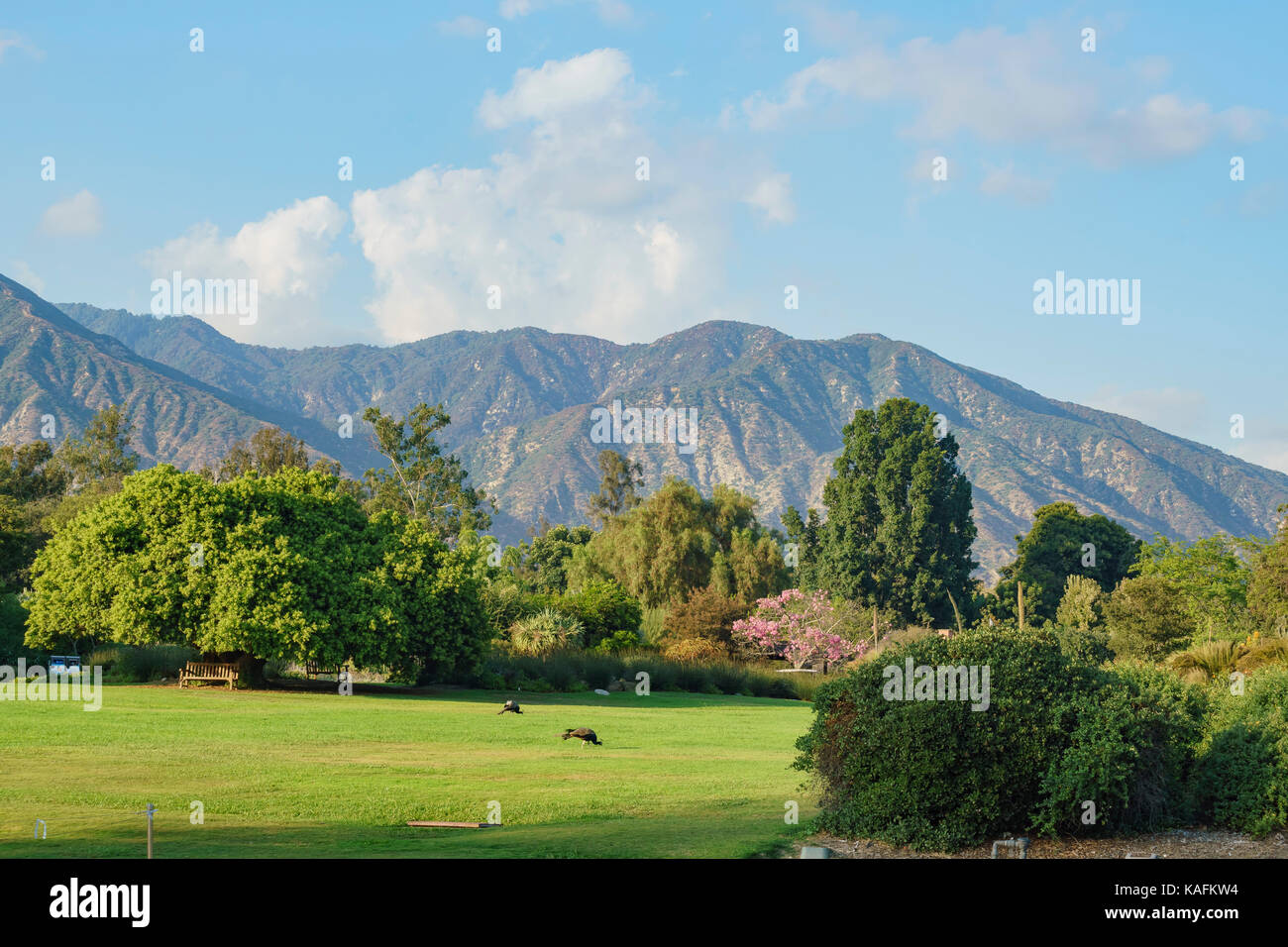 Sentier nature sur une journée ensoleillée à Los Angeles County arboretum & Botanic garden Banque D'Images
