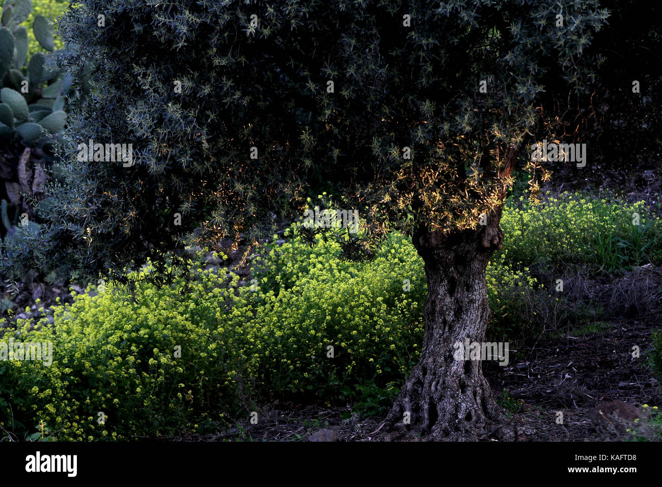 Dans un bosquet d'arbres d'olive Banque D'Images