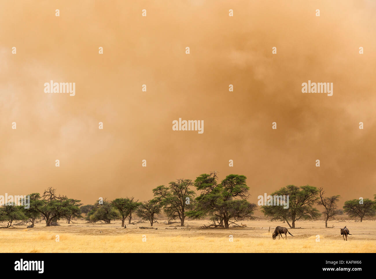 Le Gnou bleu (Connochaetes taurinus). Au bord d'une tempête de sable dans le lit de la rivière Nossob à sec avec camelthorn arbres (Acacia erioloba). Banque D'Images