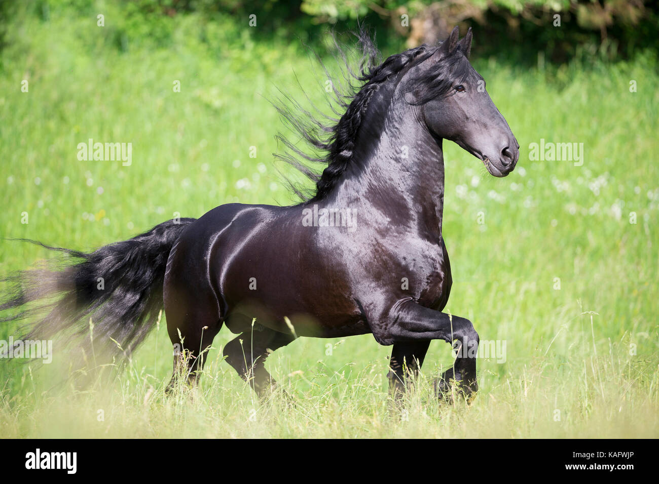 Cheval frison. Étalon noir trottant sur un pré. L'Autriche Banque D'Images