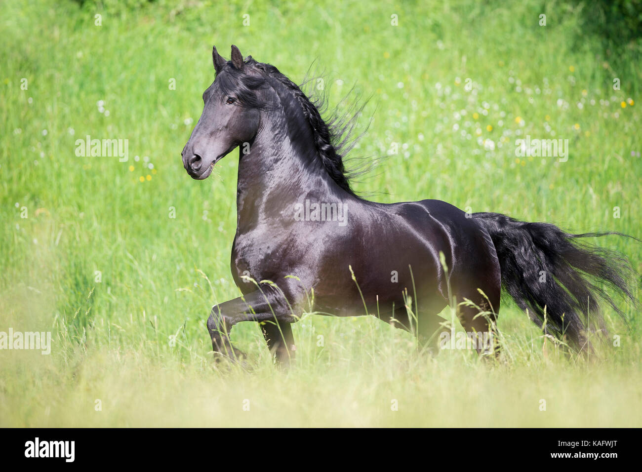Cheval frison. Étalon noir trottant sur un pré. L'Autriche Banque D'Images