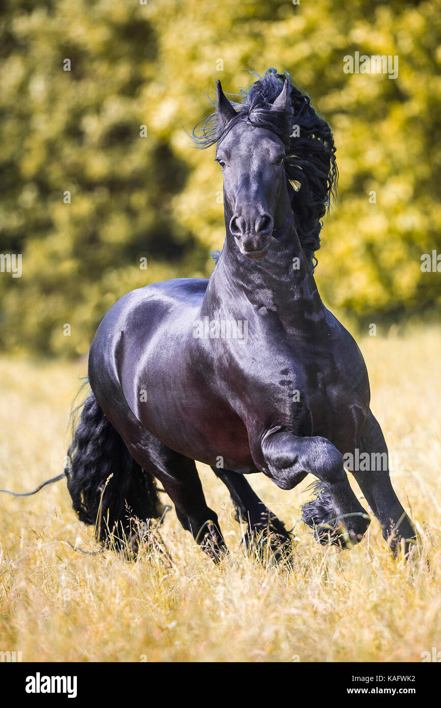 Cheval frison. Black Stallion galoper dans un pré. L'Autriche Banque D'Images