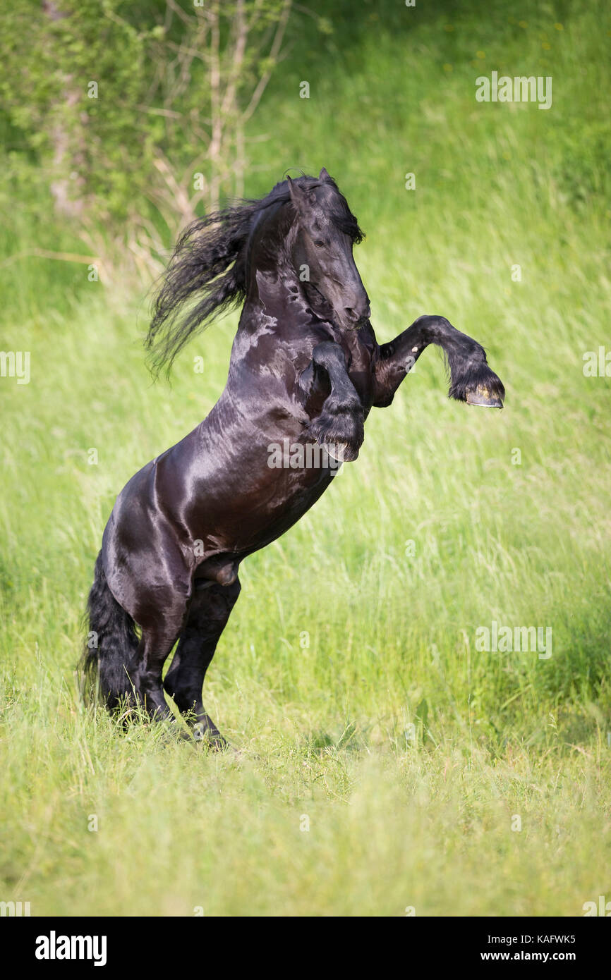 Cheval frison. L'étalon noir sur un pré. L'Autriche Banque D'Images