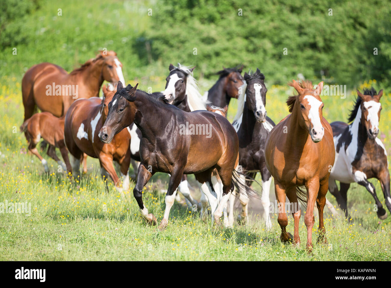 American Paint horse. Juments Poulains sur un pâturage. L'Autriche Banque D'Images