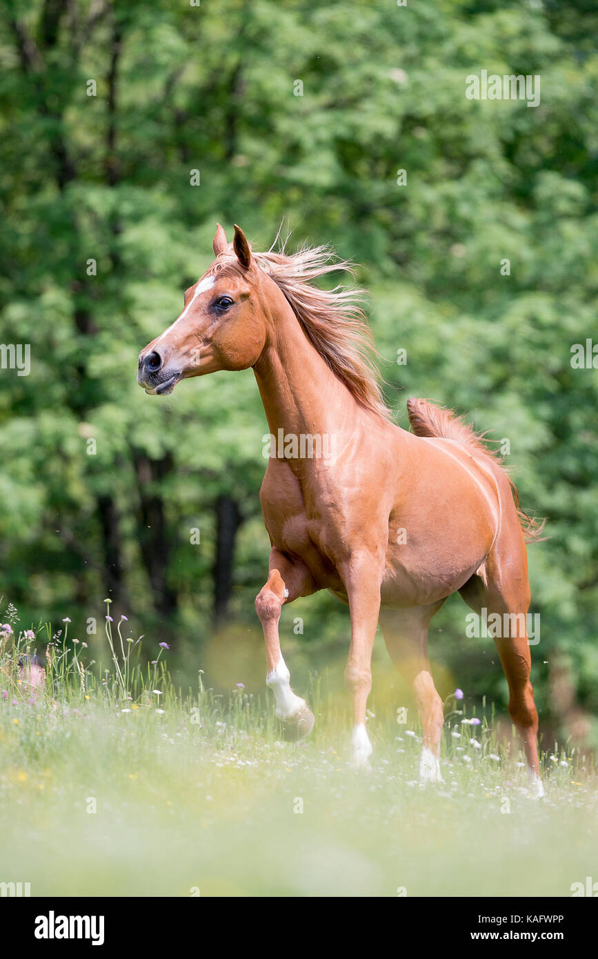 Cheval Arabe. Jument alezane galoper sur un pâturage. L'Autriche Banque D'Images