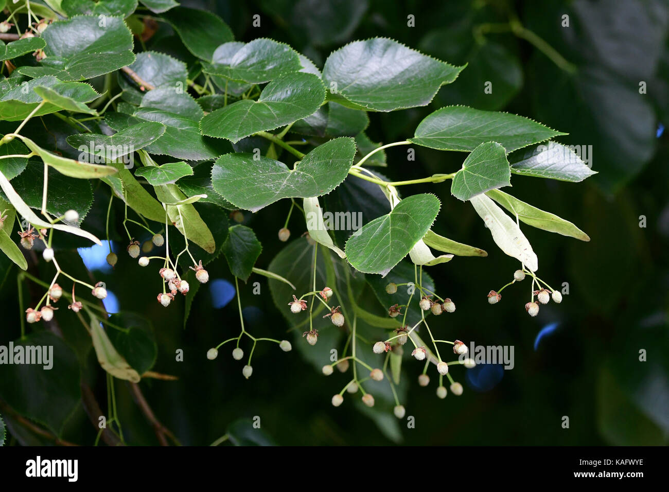 Peu de feuilles de tilleul (Tilia cordata) brindilles avec fruits, face inférieure des feuilles bien visibles Banque D'Images