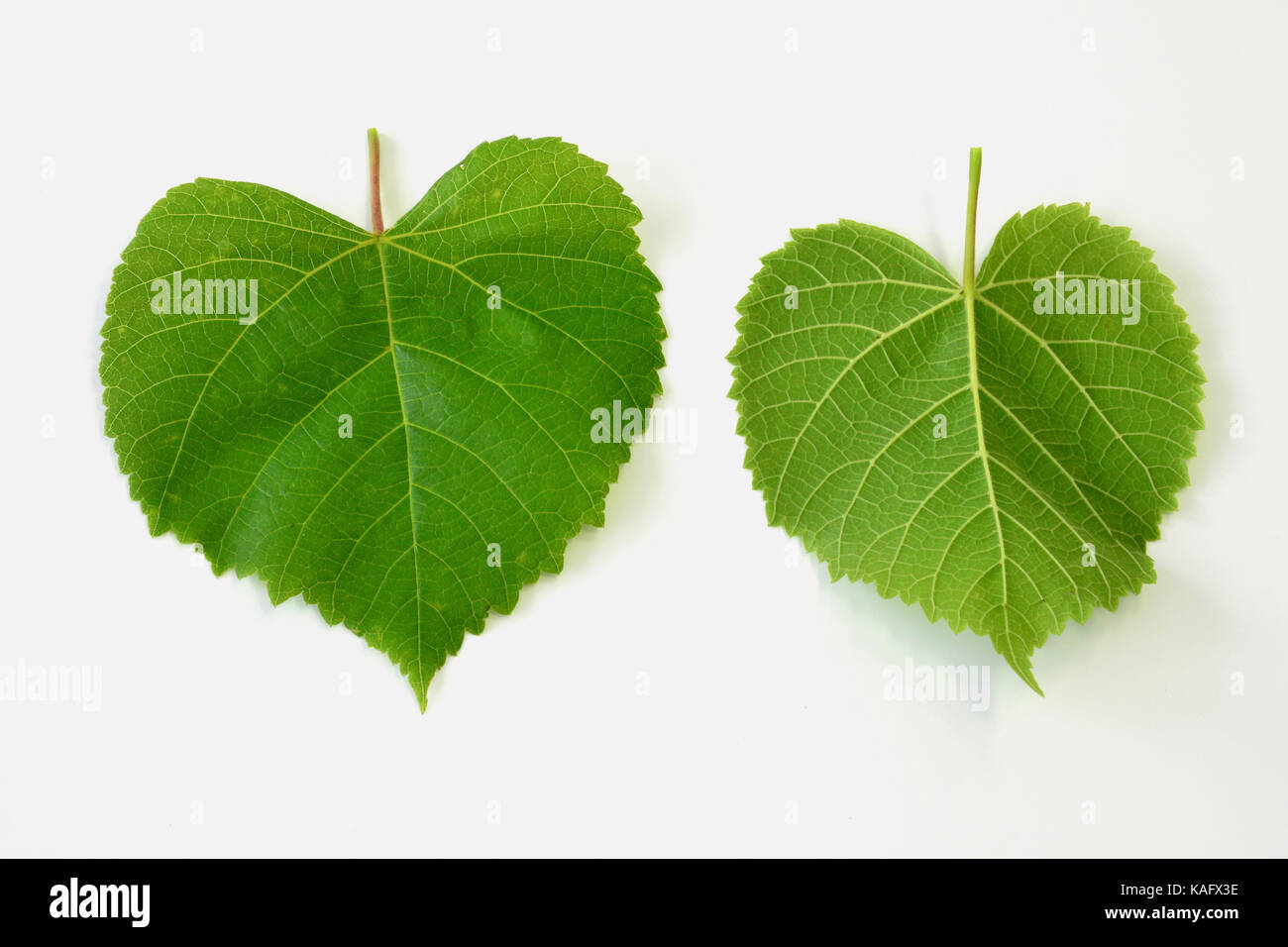 À larges feuilles (Tilia platyphyllos) Lime feuilles, recto et verso, studio photo Banque D'Images