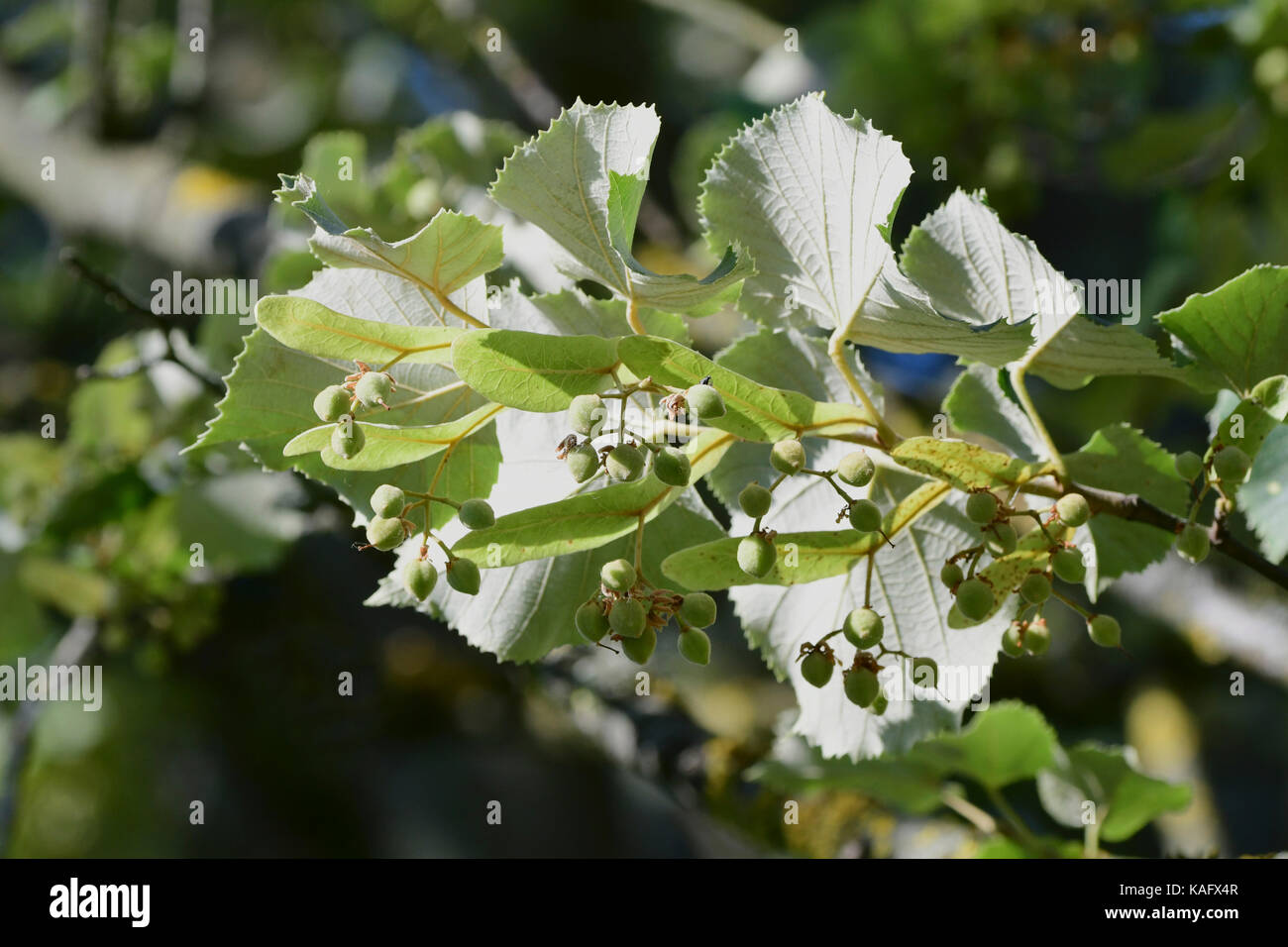 La chaux d'argent, de l'argent Linden (Tilia tomentosa) brindilles avec fruits, face inférieure des feuilles bien visibles Banque D'Images