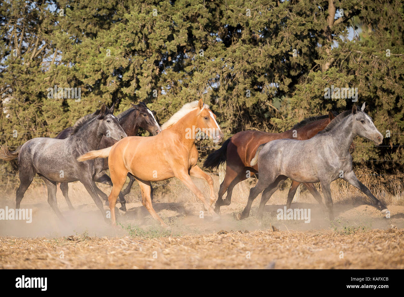 Cheval Espagnol pur, andalou. Troupeau de juments juvénile galoper sur la terre sèche. Espagne Banque D'Images