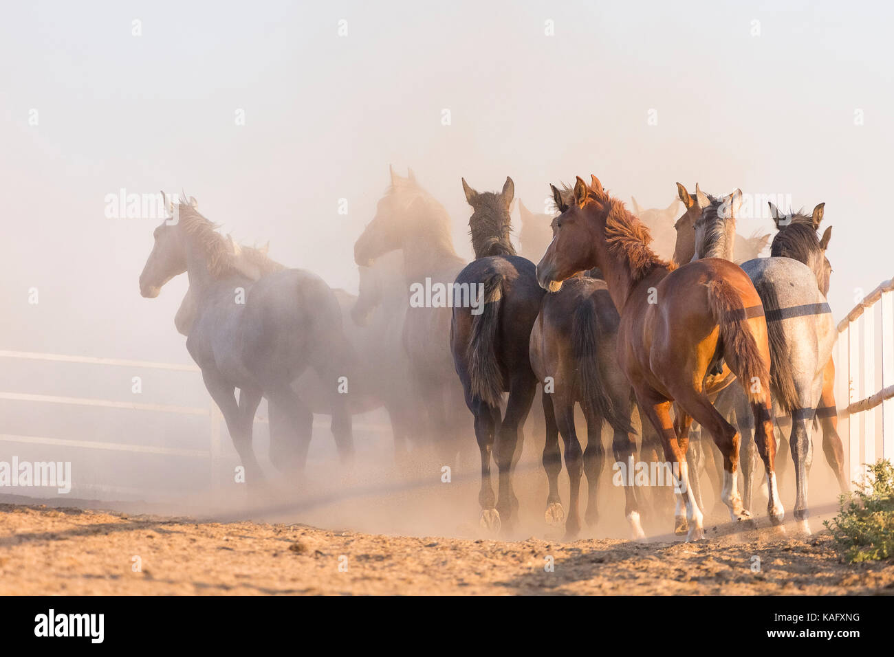 Cheval Espagnol pur, andalou. Troupeau de jeunes chevaux galopant sur sol sec, vus de derrière. Espagne Banque D'Images