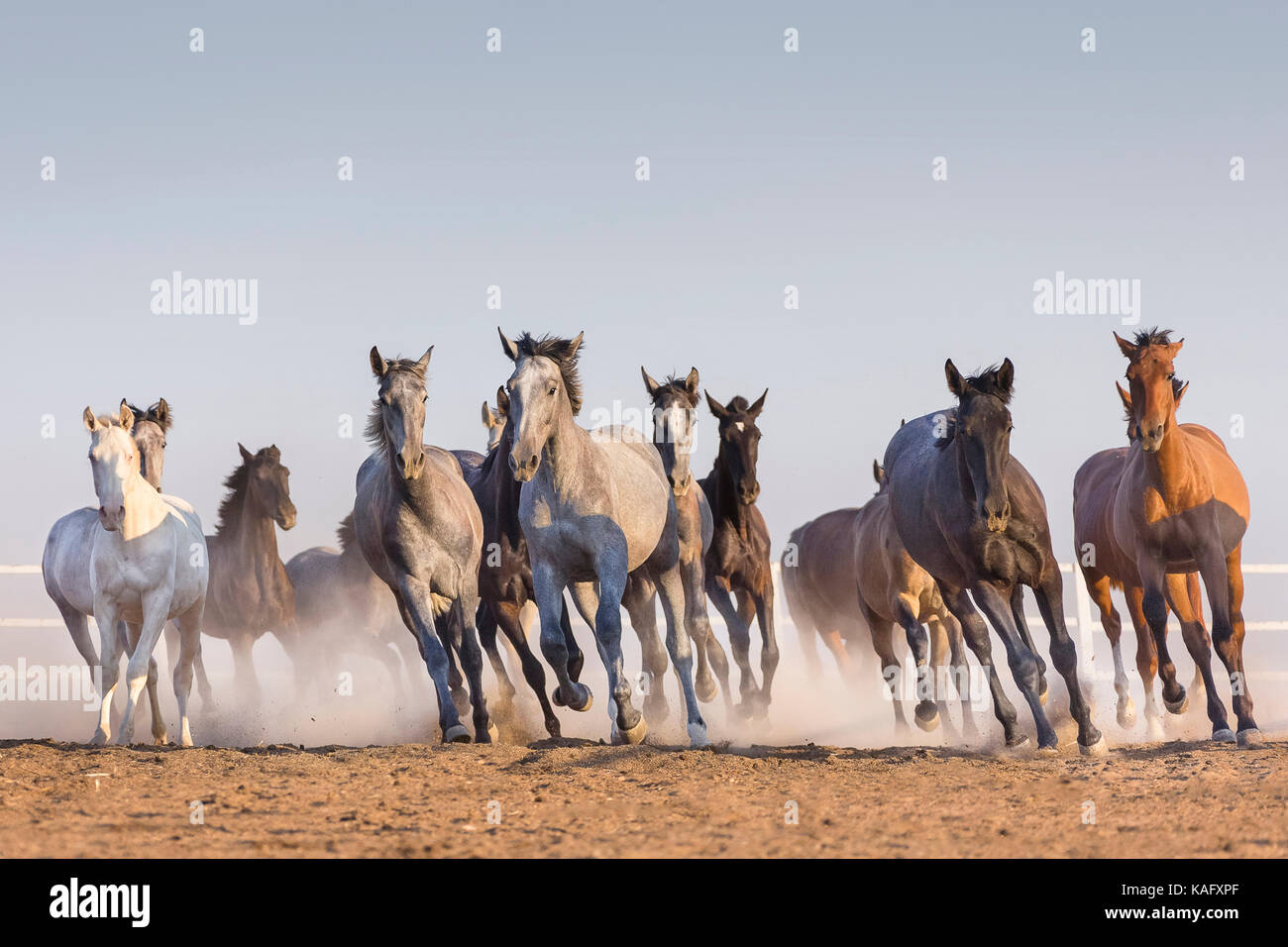 Cheval Espagnol pur, andalou. Troupeau de chevaux galopant sur la terre poussiéreuse. Espagne Banque D'Images