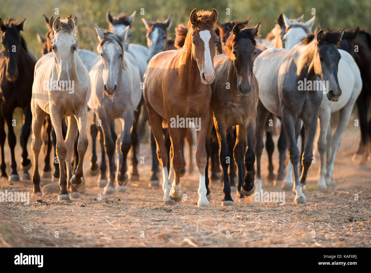 Cheval Espagnol pur, andalou. Troupeau de chevaux juvénile marche sur terrain sablonneux. Espagne Banque D'Images