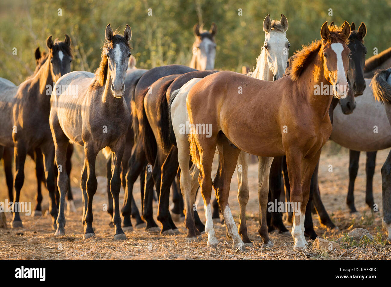 Cheval Espagnol pur, andalou. Troupeau de chevaux pour mineurs l'article dans le sable. Espagne Banque D'Images