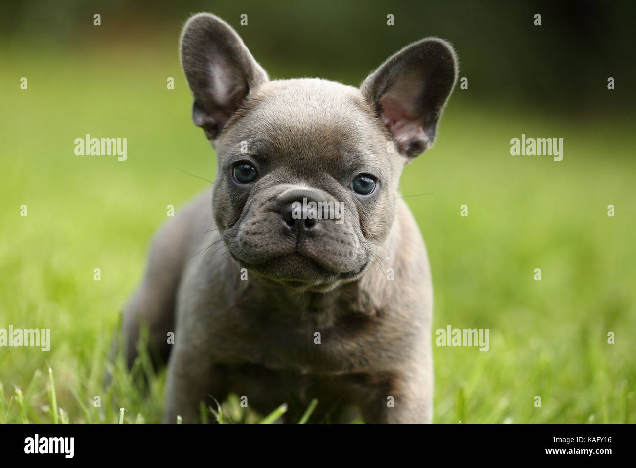 Bouledogue français. Puppy (6 semaines) debout dans l'herbe. Allemagne Banque D'Images Bouledogue français. Puppy (6 semaines) debout dans l'herbe. Allemagne Banque D'Images