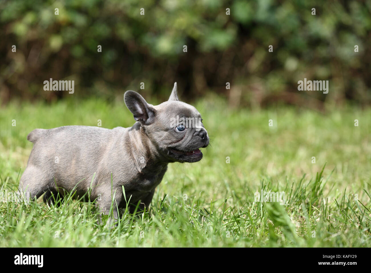 Bouledogue français. Puppy (6 semaines) debout dans l'herbe. Allemagne Banque D'Images Bouledogue français. Puppy (6 semaines) debout dans l'herbe. Allemagne Banque D'Images