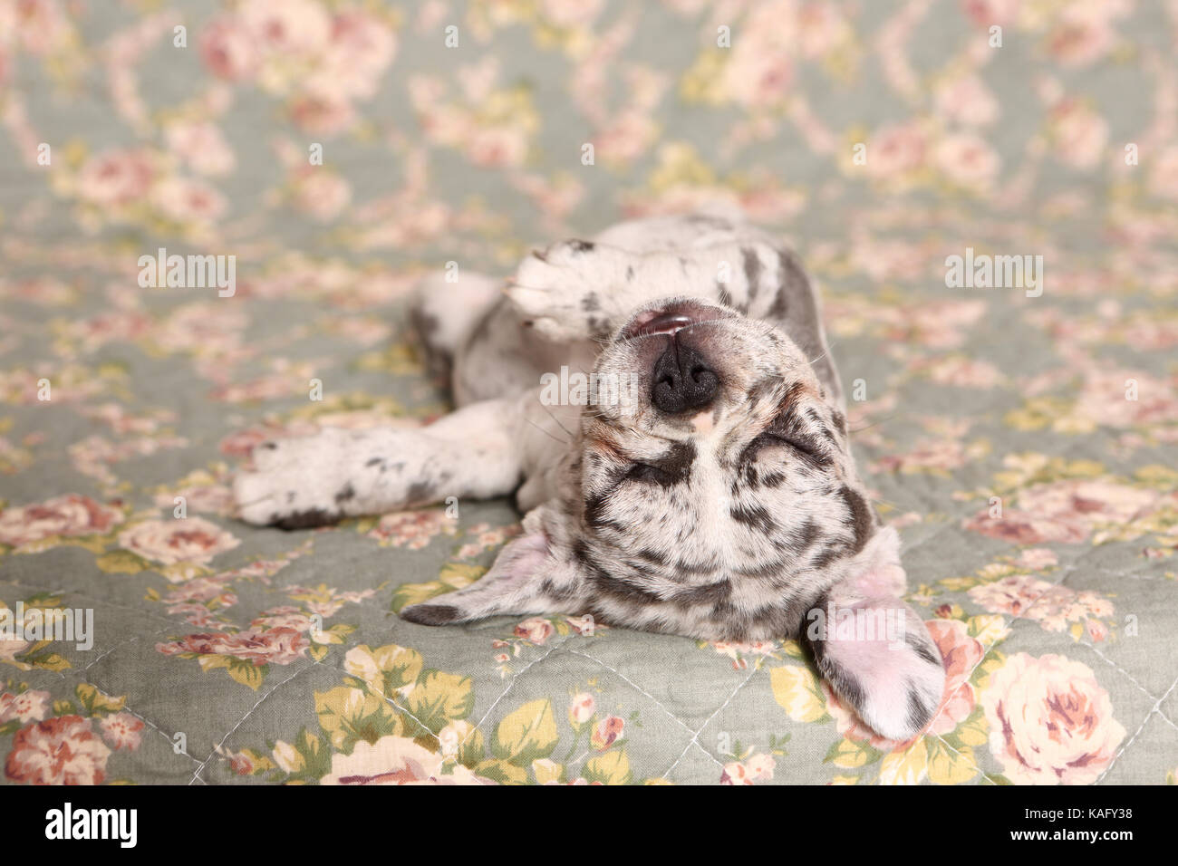 Bouledogue français. Puppy (6 semaines) de dormir sur une couverture avec impression de fleurs rose. Allemagne Banque D'Images