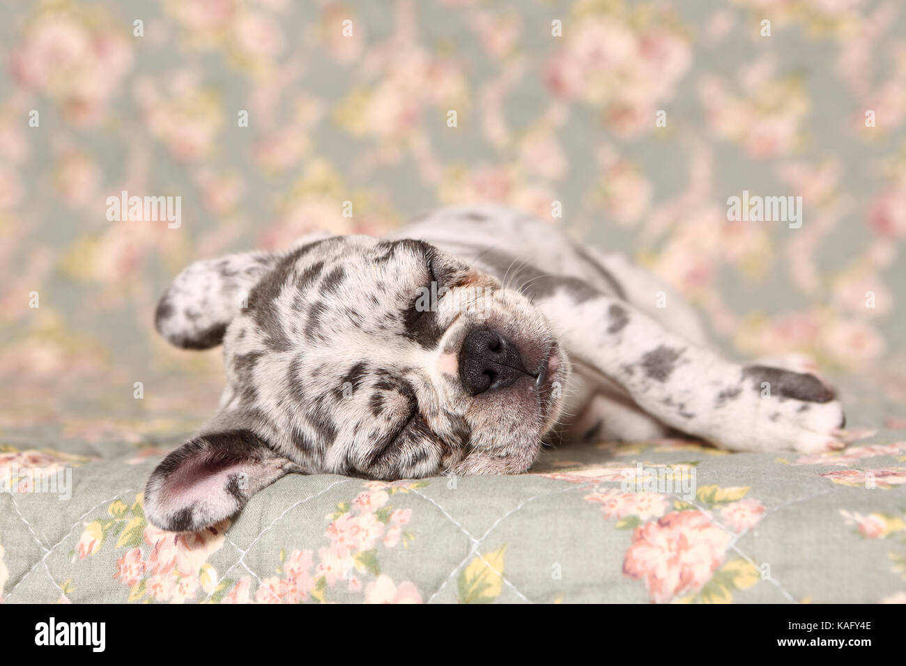 Bouledogue français. Puppy (6 semaines) de dormir sur une couverture avec impression de fleurs rose. Allemagne Banque D'Images