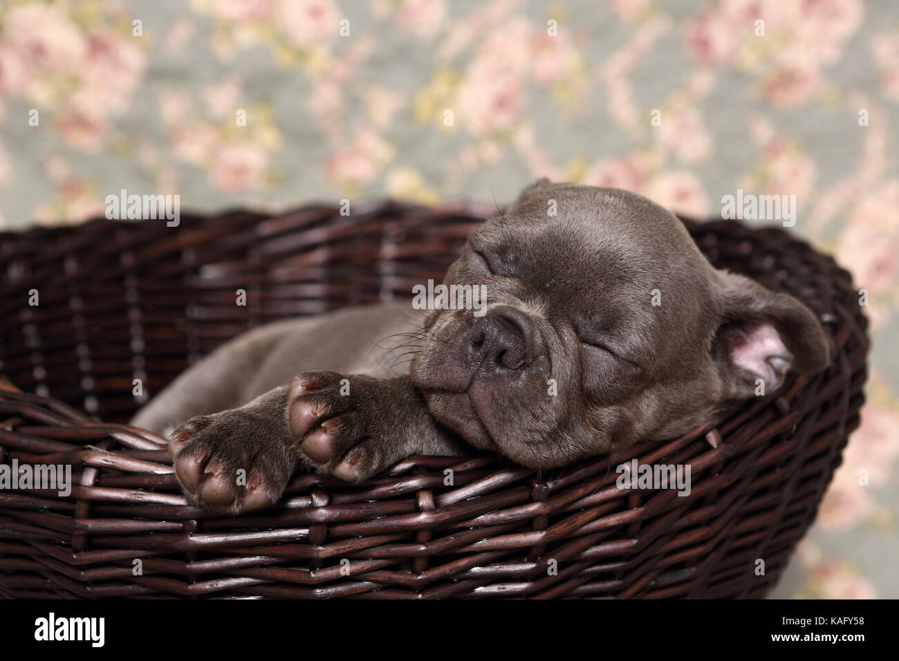 Bouledogue français. Puppy (6 semaines) de dormir dans un panier sur une couverture avec impression de fleurs rose. Allemagne Banque D'Images