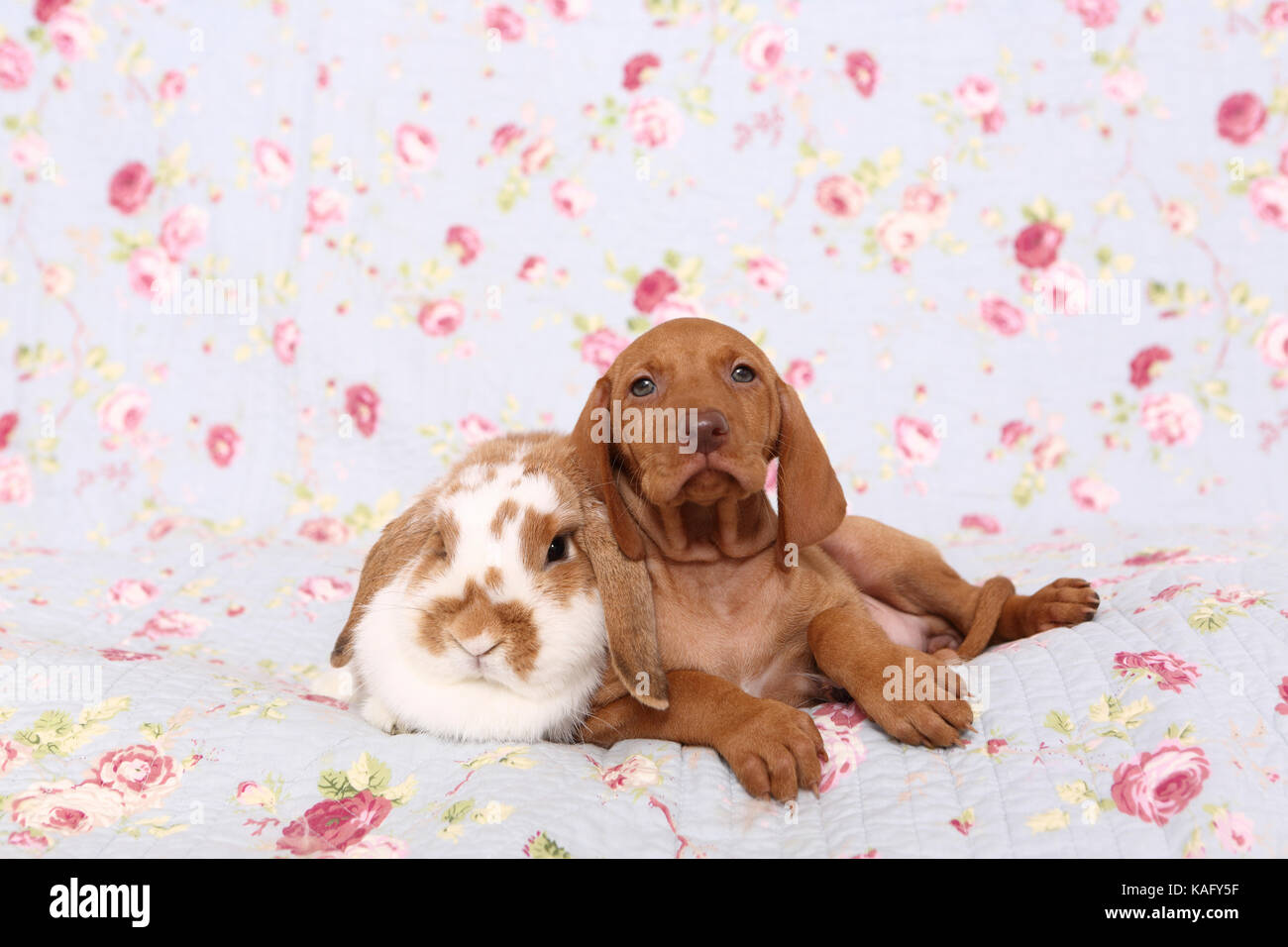 Vizsla devint. Puppy (6 semaines) et le hibou lapin bélier nain couché sur une couverture bleue avec fleur rose imprimer. Allemagne Banque D'Images