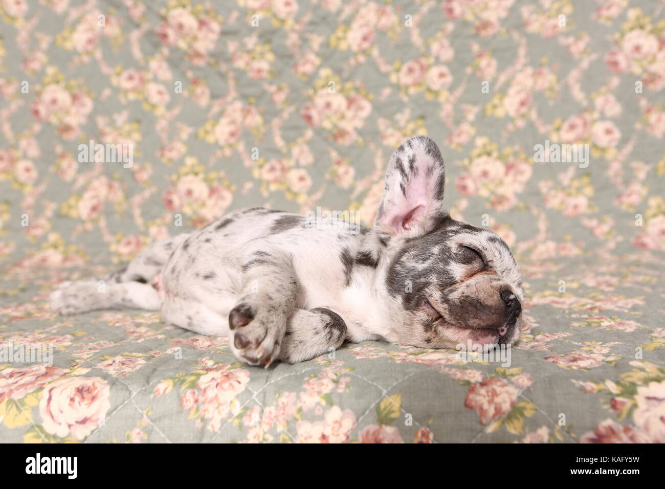 Bouledogue français. Puppy (6 semaines) de dormir sur une couverture avec impression de fleurs rose. Allemagne Banque D'Images
