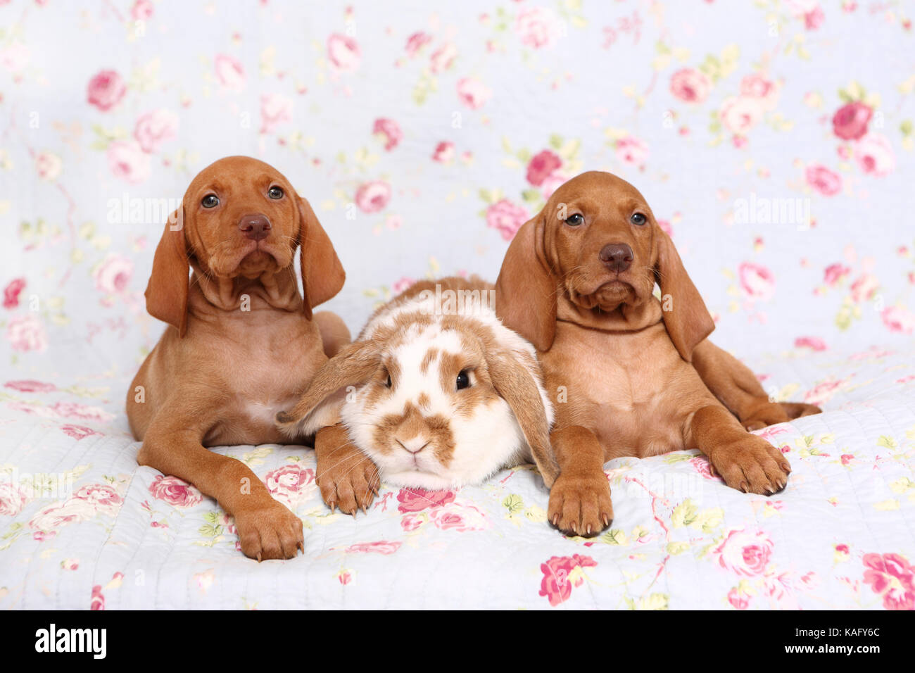 Vizsla devint. Deux chiots (6 semaines) et le hibou lapin bélier nain couché sur une couverture bleue avec fleur rose imprimer. Allemagne Banque D'Images
