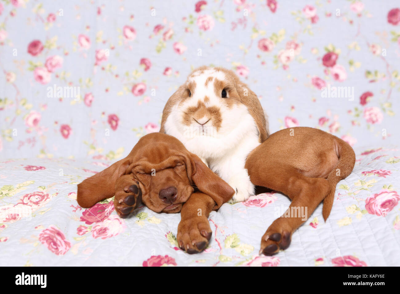 Vizsla devint. Puppy (6 semaines) de dormir sur une couverture bleue avec fleur rose imprimer, à côté d'un nain-à oreilles de lapin. Allemagne Banque D'Images