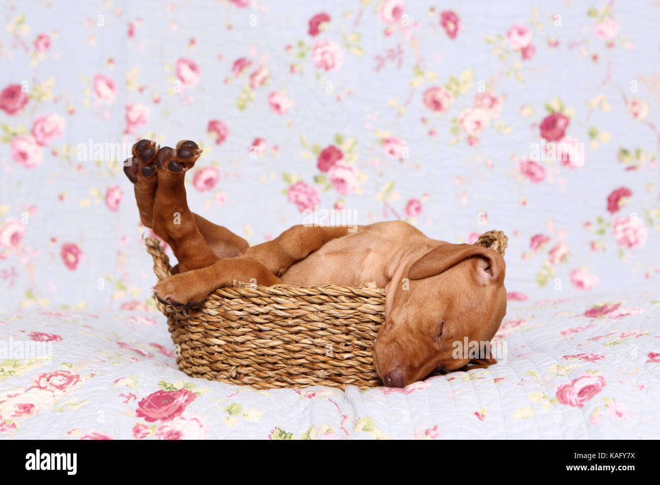 Vizsla devint. Puppy (6 semaines) de dormir sur une couverture bleue avec fleur rose imprimer. Allemagne Banque D'Images