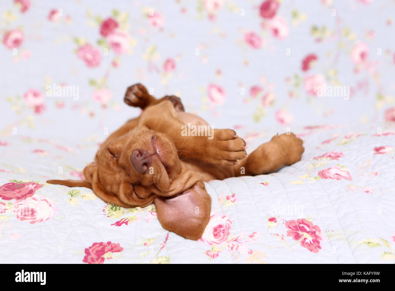 Vizsla devint. Puppy (6 semaines) de dormir sur une couverture bleue avec fleur rose imprimer. Allemagne Banque D'Images