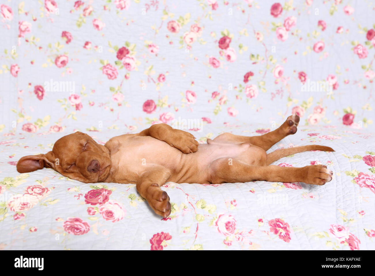Vizsla devint. Puppy (6 semaines) de dormir sur une couverture bleue avec fleur rose imprimer. Allemagne Banque D'Images